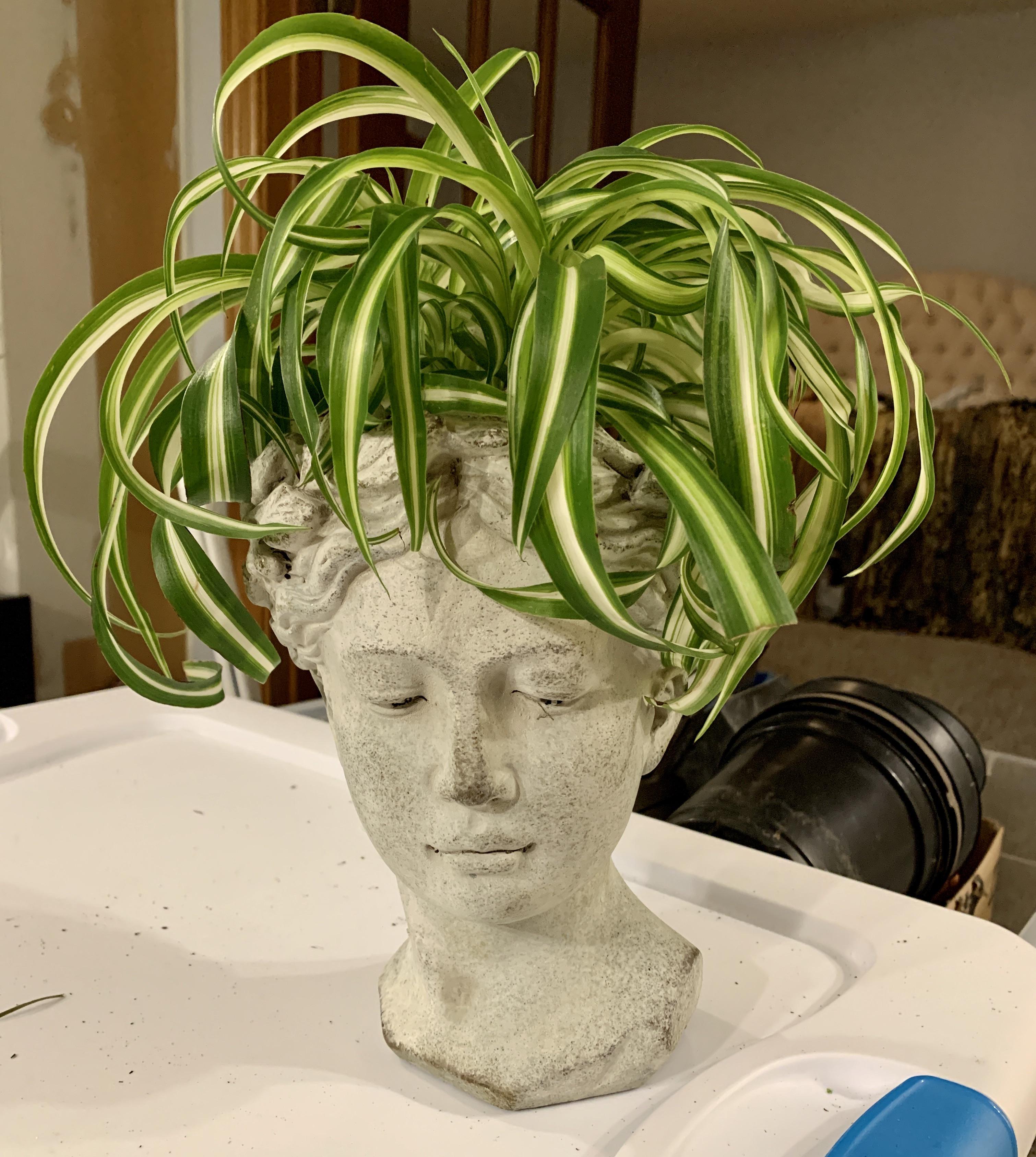 A head with spider plant for hair